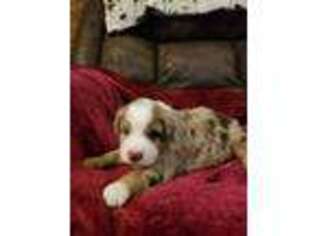 Australian Shepherd Puppy for sale in West Plains, MO, USA