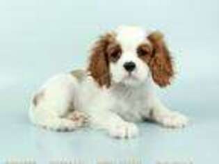 Cavalier King Charles Spaniel Puppy for sale in Montvale, NJ, USA