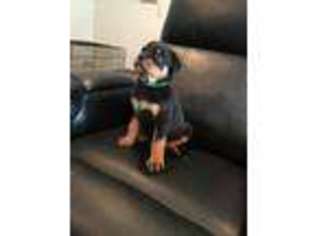 Rottweiler Puppy for sale in Vacaville, CA, USA