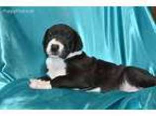 Great Dane Puppy for sale in Scottsdale, AZ, USA