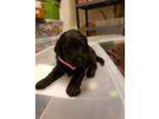 Mutt Puppy for sale in West Olive, MI, USA