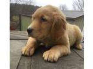 Golden Retriever Puppy for sale in Buffalo, NY, USA