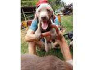 Labrador Retriever Puppy for sale in Eldred, IL, USA