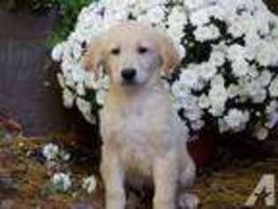 Golden Retriever Puppy for sale in NOTTINGHAM, NH, USA