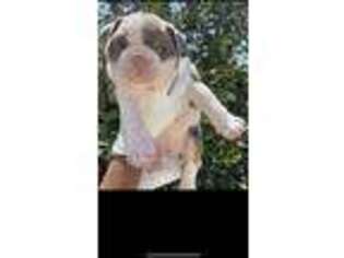 Bulldog Puppy for sale in Rosemead, CA, USA