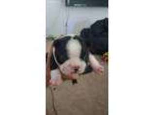 Boston Terrier Puppy for sale in Upper Lake, CA, USA