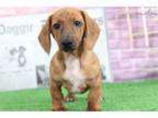 Dachshund Puppy for sale in Baltimore, MD, USA
