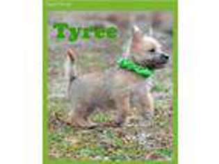 Cairn Terrier Puppy for sale in Maysville, OK, USA