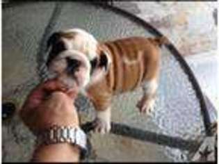 Bulldog Puppy for sale in INGLESIDE, TX, USA