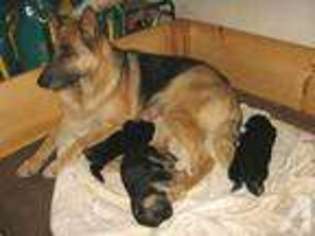 German Shepherd Dog Puppy for sale in BANNING, CA, USA