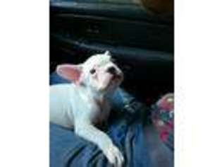 French Bulldog Puppy for sale in Arab, AL, USA