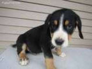 Greater Swiss Mountain Dog Puppy for sale in Detroit, MI, USA