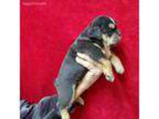 Olde English Bulldogge Puppy for sale in Summertown, TN, USA