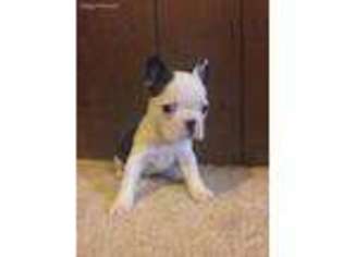 Boston Terrier Puppy for sale in Rainier, OR, USA