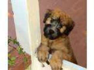 Soft Coated Wheaten Terrier Puppy for sale in Gurnee, IL, USA