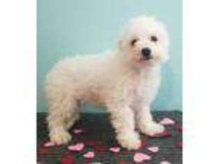 Bichon Frise Puppy for sale in West New York, NJ, USA