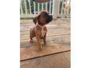 Boxer Puppy for sale in San Martin, CA, USA