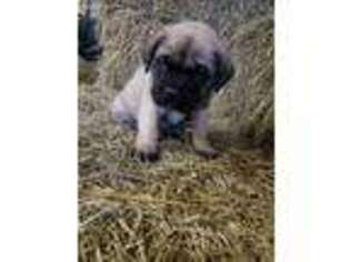 Mastiff Puppy for sale in Greensburg, IN, USA