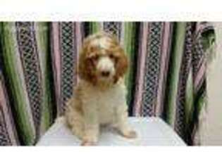 Mutt Puppy for sale in Bassett, VA, USA