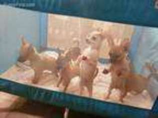 Chihuahua Puppy for sale in Orting, WA, USA