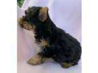 Yorkshire Terrier Puppy for sale in Howell, MI, USA