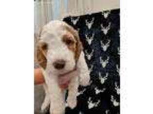 Goldendoodle Puppy for sale in Ontario, CA, USA