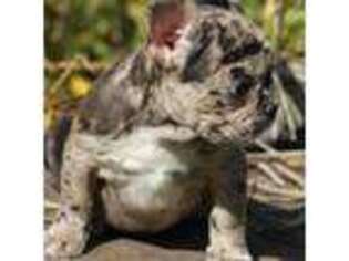French Bulldog Puppy for sale in Akron, OH, USA