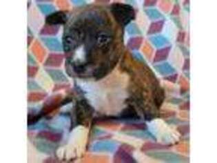 Basenji Puppy for sale in Lund, NV, USA