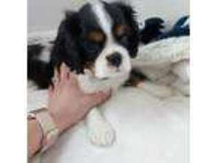 Cavalier King Charles Spaniel Puppy for sale in Unknown, , USA