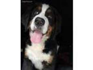 Bernese Mountain Dog Puppy for sale in Avondale, AZ, USA