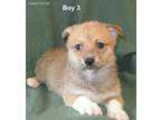 Mutt Puppy for sale in Wamego, KS, USA