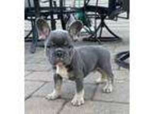 French Bulldog Puppy for sale in Old Bridge, NJ, USA