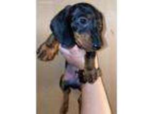 Dachshund Puppy for sale in Winchester, VA, USA