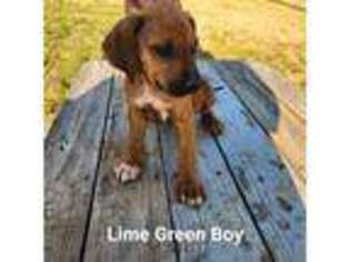 Rhodesian Ridgeback Puppy for sale in Crescent City, CA, USA