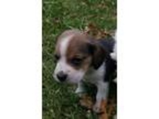 Beagle Puppy for sale in South Easton, MA, USA