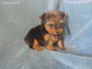 Yorkshire Terrier Puppy for sale in Knoxville, IA, USA
