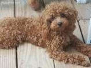 Mutt Puppy for sale in Longs, SC, USA