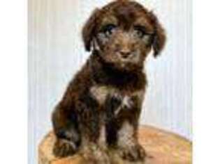 Mutt Puppy for sale in Arlington, WA, USA