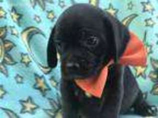 Puggle Puppy for sale in Lancaster, PA, USA