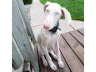 Doberman Pinscher Puppy for sale in Reedsville, WI, USA