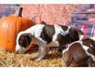 Bull Terrier Puppy for sale in Lorain, OH, USA