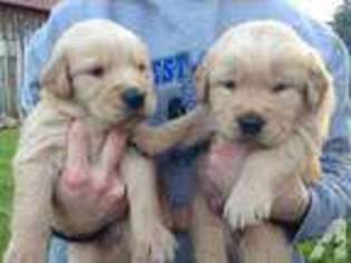 Golden Retriever Puppy for sale in FREWSBURG, NY, USA