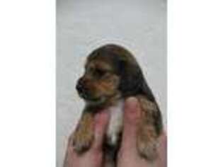 Dachshund Puppy for sale in Portland, OR, USA