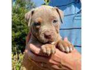 Mutt Puppy for sale in Robertsdale, AL, USA
