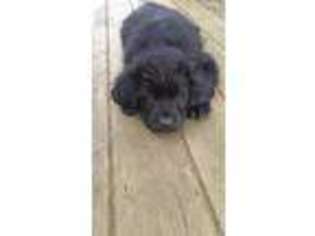 Newfoundland Puppy for sale in Tomahawk, WI, USA