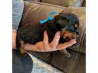Rottweiler Puppy for sale in Rootstown, OH, USA