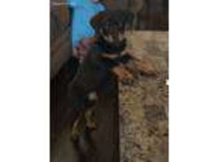 Rottweiler Puppy for sale in Chicago, IL, USA