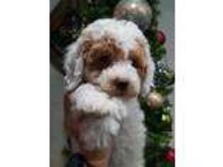 Goldendoodle Puppy for sale in Vernon, TX, USA