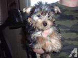 Yorkshire Terrier Puppy for sale in STALEY, NC, USA