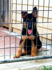 German Shepherd Dog Puppy for sale in Hutchins, TX, USA